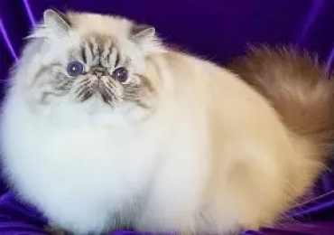 Persian cat