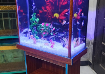 Wooden wonders aquarium